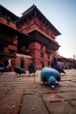 Pigeon feeding in Patan Durbar Square