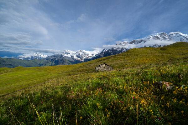 Wildflower of Nepal