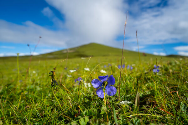 Wildflower of Nepal