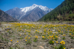 Ranunculus montanus Willd