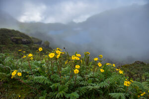 Wildflower of Nepal