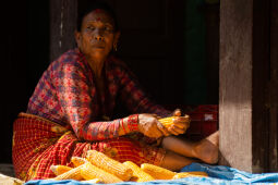A woman removes corn kernels