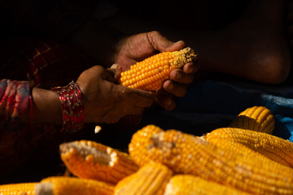 A woman removes corn kernels