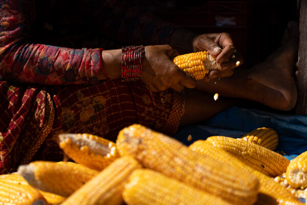 A woman removes corn kernels