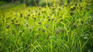 Millets, Kodo,  Humla