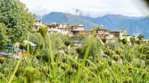 Millets, Humla, Nepal