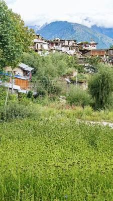 Millets, Humla, Nepal