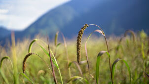 Millets, Humla, Nepal