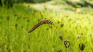 Millets, Humla