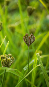 Millets, Humla, Nepal