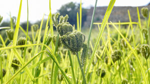 millets farm, Humla