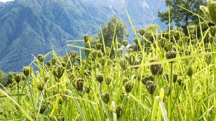 millets farm, Humla, Nepal