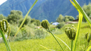 Millets, Humla, Nepal