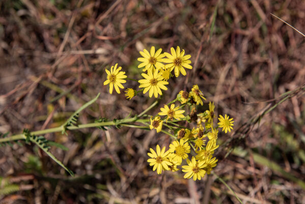 wild flowers, Bhasmasur Hill Hike