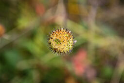 wild flowers