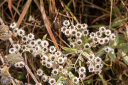 wild flowers