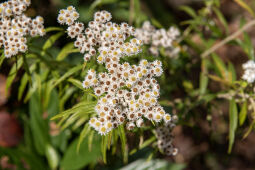 wild flowers, Champadevi hill