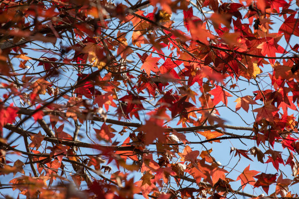 Maple leaf fall season.