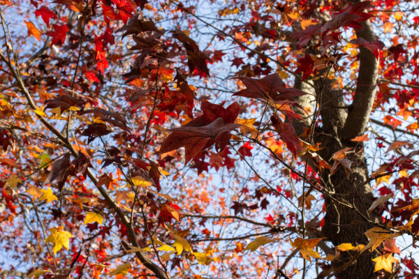 Maple leaf fall season.