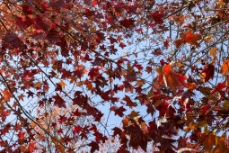 Maple leaf fall season.