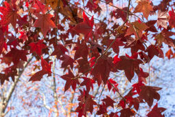 Maple leaf fall season.