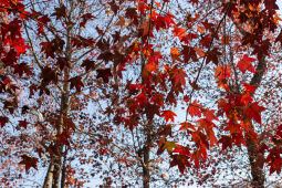 Maple leaf fall season.