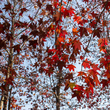 Fall Season Maple Tree