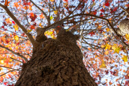 Maple leaf fall season.