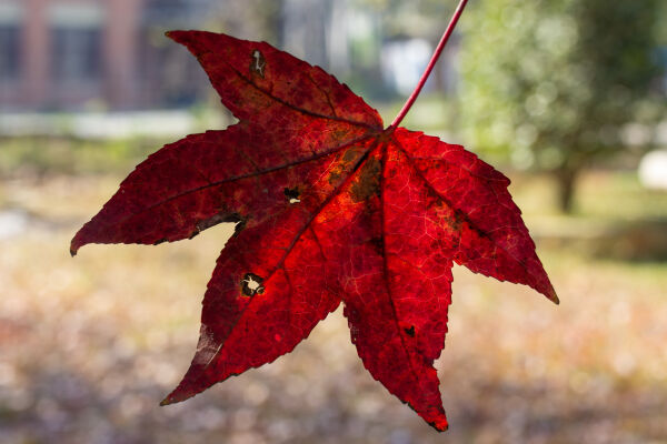 Maple leaf fall season.