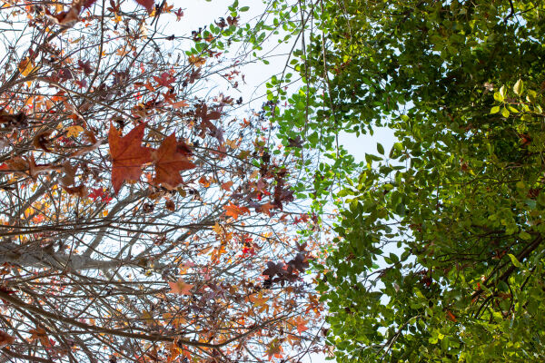 Maple leaf fall season.