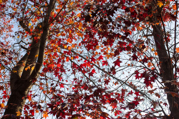 Maple leaf fall season.