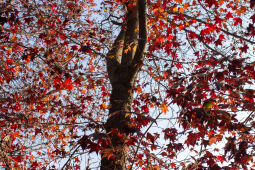 Maple leaf fall season.