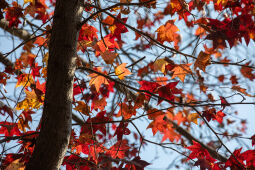 Maple leaf fall season.