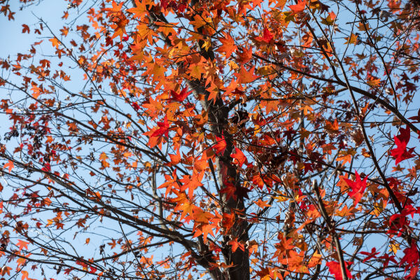 Maple leaf fall season.