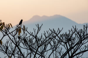 Birds and the sunrise