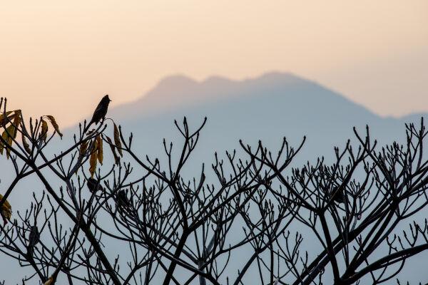 Sunrise and a bird.