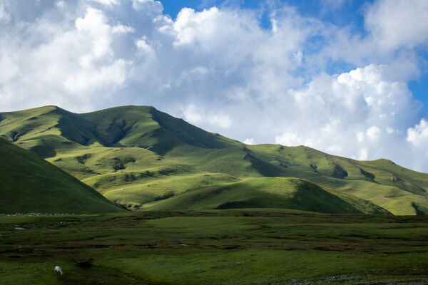Pasture land of Badhimalika.