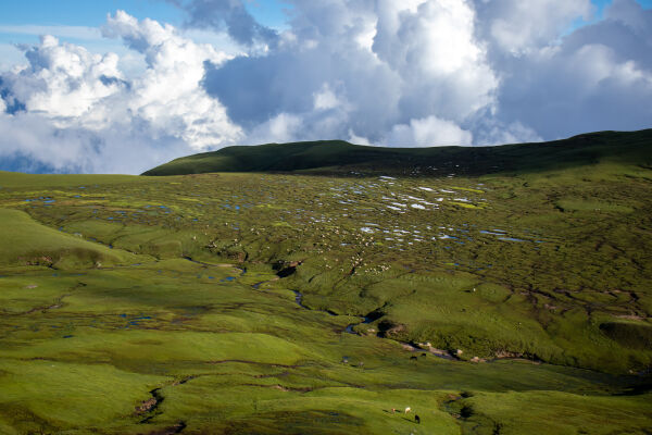 Pasture land of Badhimalika.