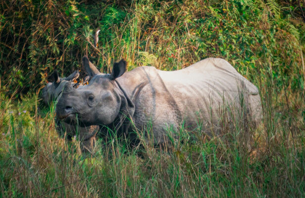 Rhinoceros, Terai