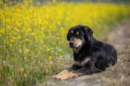 Mustard Field.