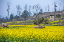 Mustard Field.