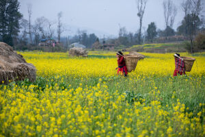 Mustard Field.