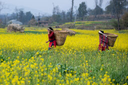 Mustard Field.