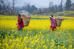 Mustard Field.