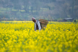 Mustard Field