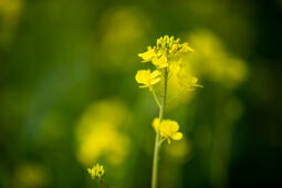 Mustard Field