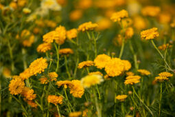 Marigold Flowers