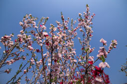 Cherry Blossom Season.