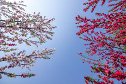 Cherry Blossom Season.