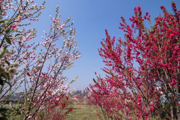 Cherry Blossom Season.